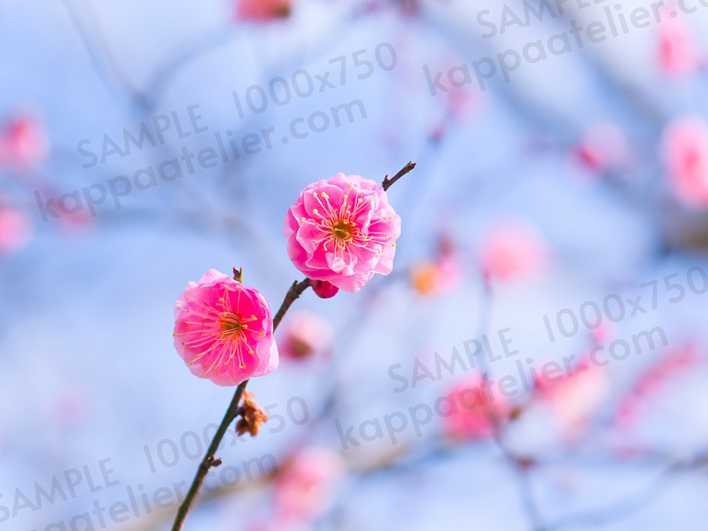 八重咲き梅 写真素材 花 plum blossoms image material