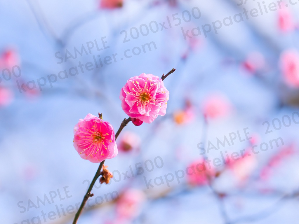 八重咲き梅 写真素材 花 plum blossoms image material