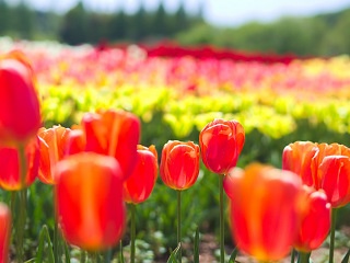 チューリップ畑 写真素材 花 tulip field flower image material