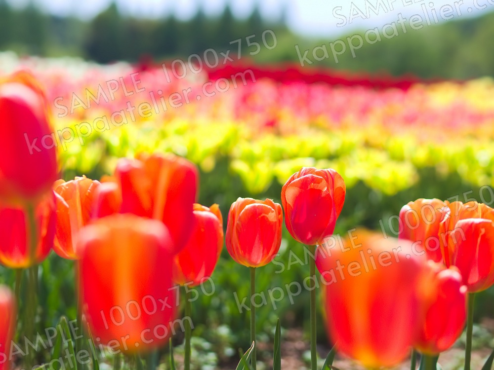 チューリップ畑 写真素材 花 tulip field flower image material