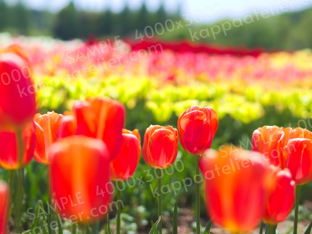 チューリップ畑 写真素材 花 tulip field flower image material