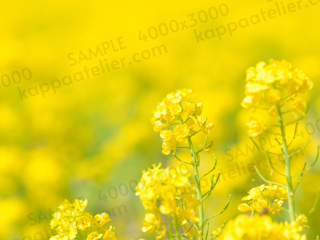 菜の花 写真素材 花 canola flower image material