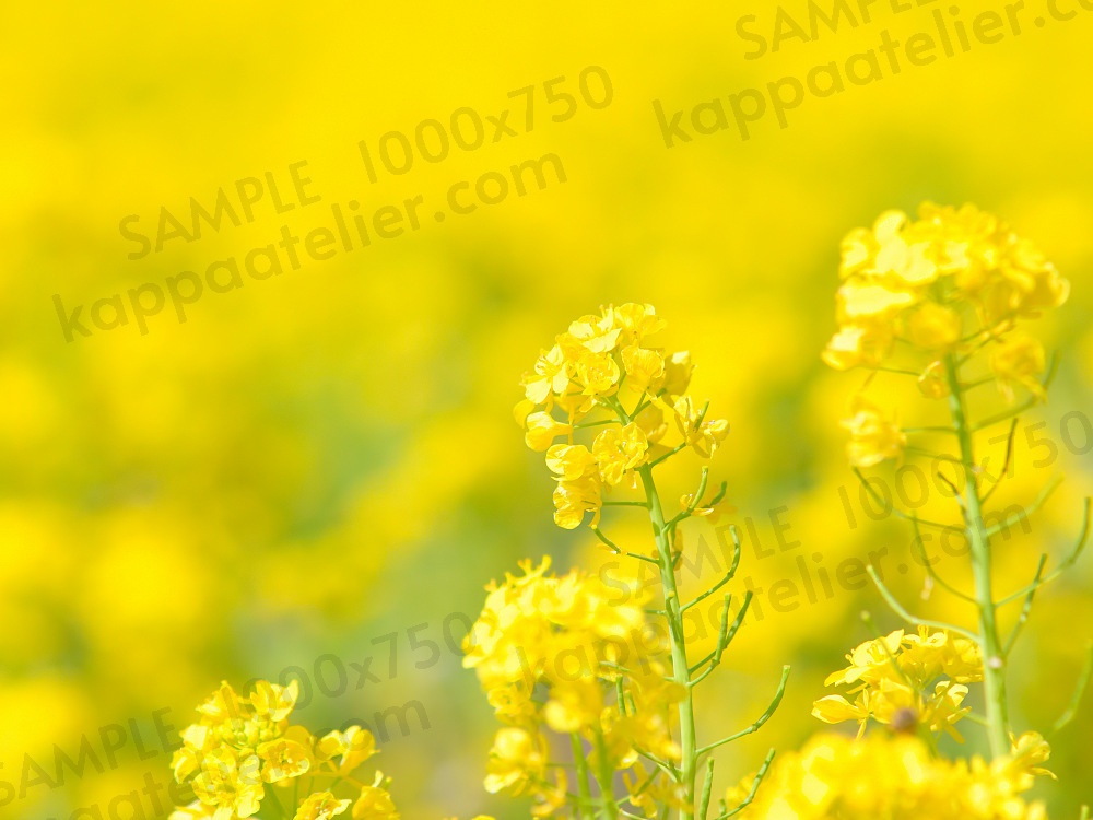 菜の花 写真素材 花 canola flower image material