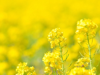 菜の花 写真素材 花 canola flower image material