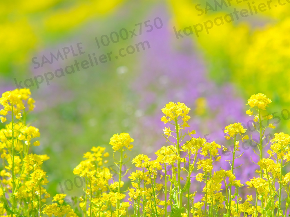 菜の花畑 写真素材 花 canola flower image material