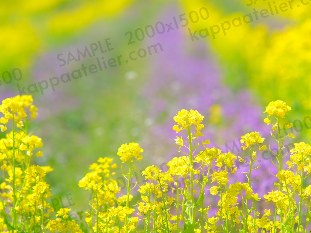 菜の花畑 写真素材 花 canola flower image material