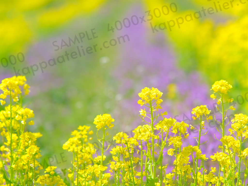 菜の花畑 写真素材 花 canola flower image material