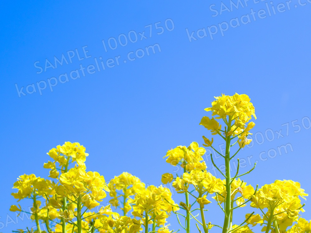 菜の花と青空 写真素材 花 canola flowers and blue sky flower image material