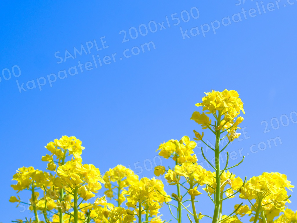 菜の花と青空 写真素材 花 canola flowers and blue sky flower image material