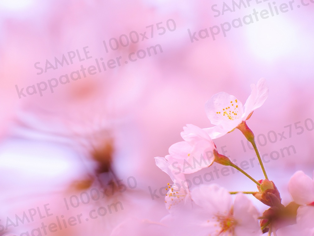 桜 写真素材 花 cherry blossoms image material