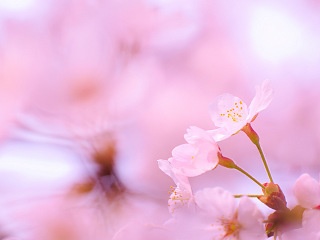 桜 写真素材 花 cherry blossoms image material