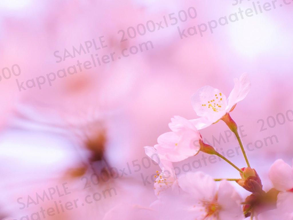 桜 写真素材 花 cherry blossoms image material