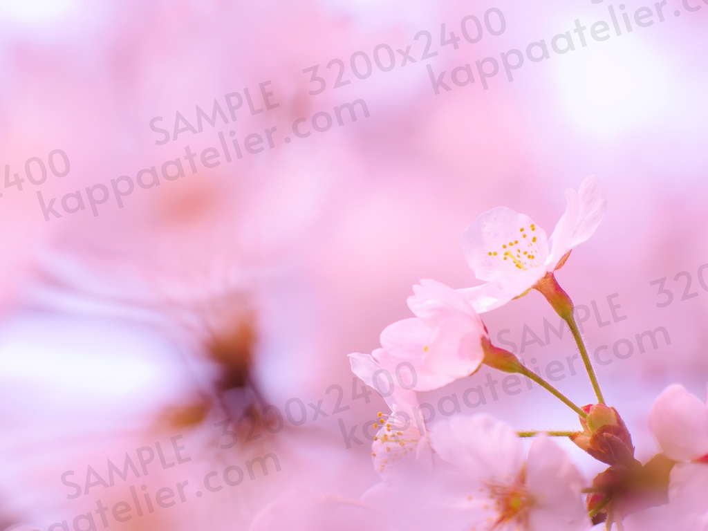 桜 写真素材 花 cherry blossoms image material