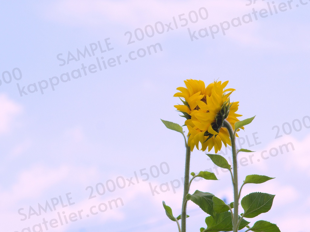 ひまわり 写真素材 花 sunflower flower image material