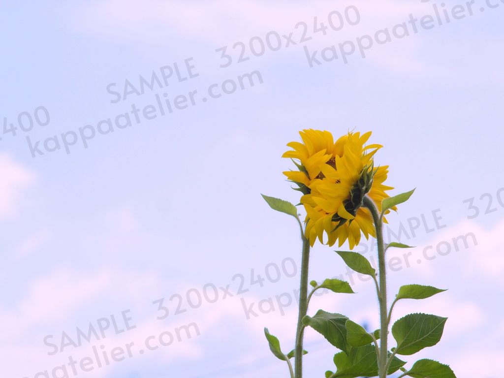 ひまわり 写真素材 花 sunflower flower image material