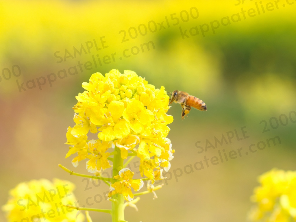 菜の花とミツバチ 写真素材 花 canola flower and bee flower image material