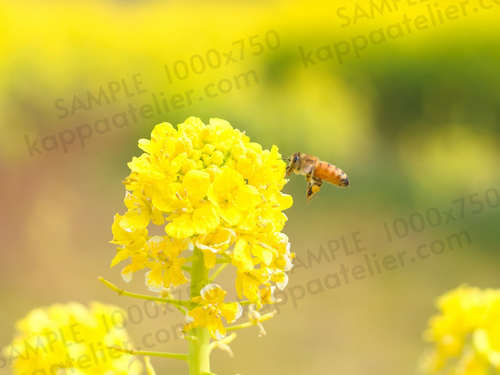 菜の花とミツバチ 写真素材 花 canola flower and bee flower image material