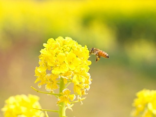 菜の花とミツバチ 写真素材 花 canola flower and bee flower image material