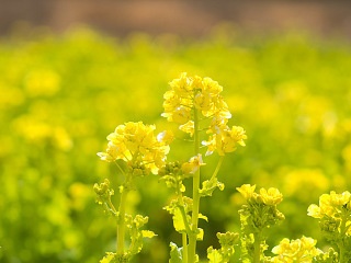 菜の花畑 写真素材 花 canola flower image material