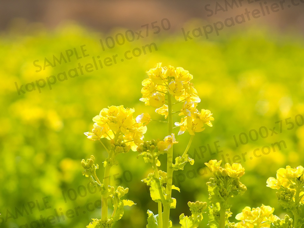 菜の花畑 写真素材 花 canola flower image material