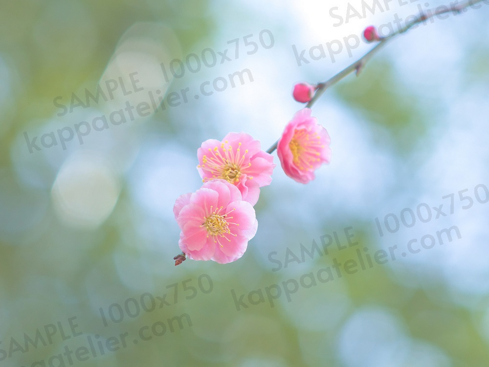 八重咲き梅 写真素材 花 plum blossoms image material