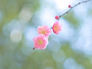 八重咲き梅 写真素材 花 plum blossoms image material