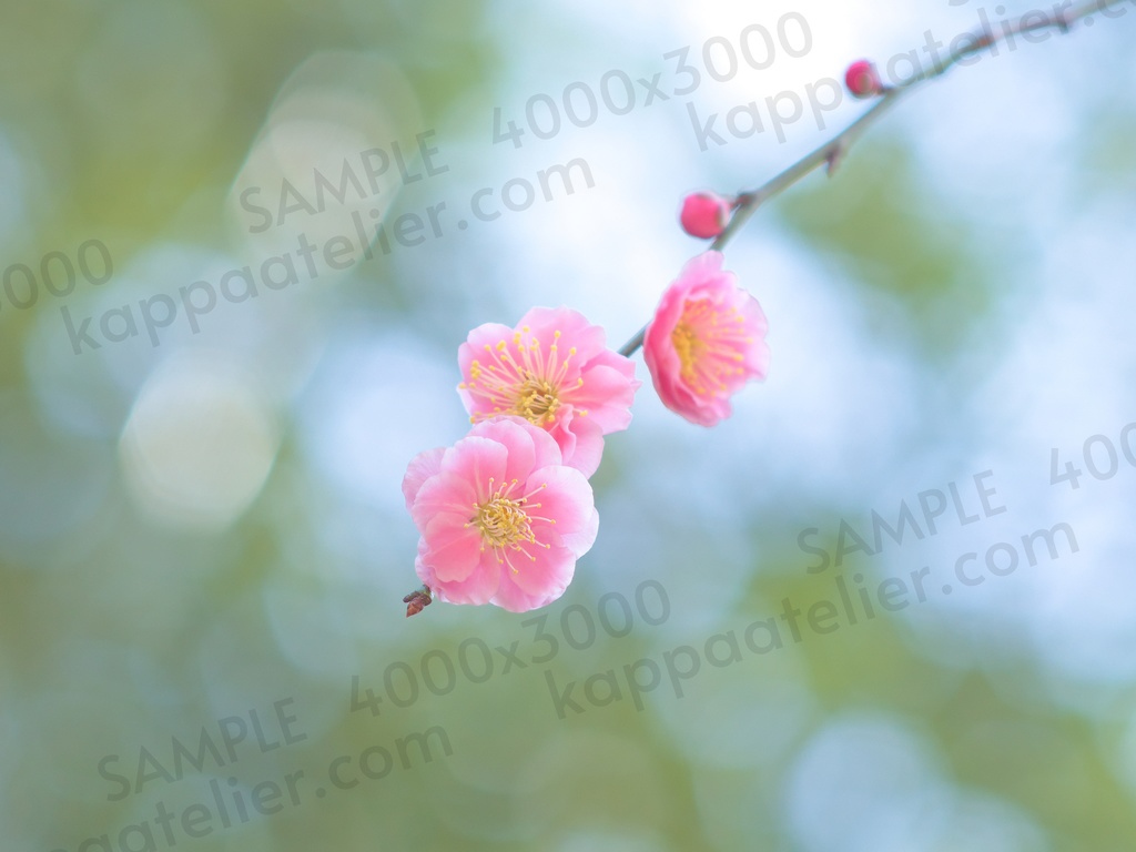 八重咲き梅 写真素材 花 plum blossoms image material