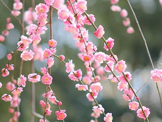 枝垂れ梅 写真素材 花 plum blossoms image material