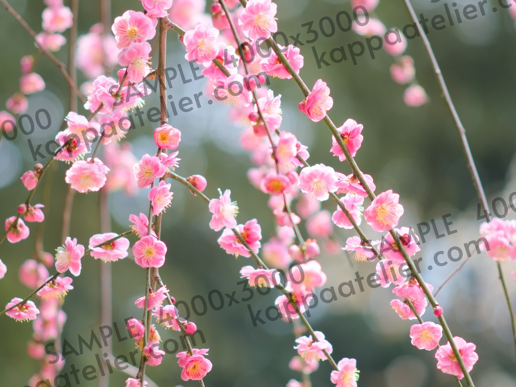 枝垂れ梅 写真素材 花 plum blossoms image material