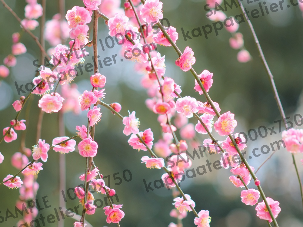 枝垂れ梅 写真素材 花 plum blossoms image material