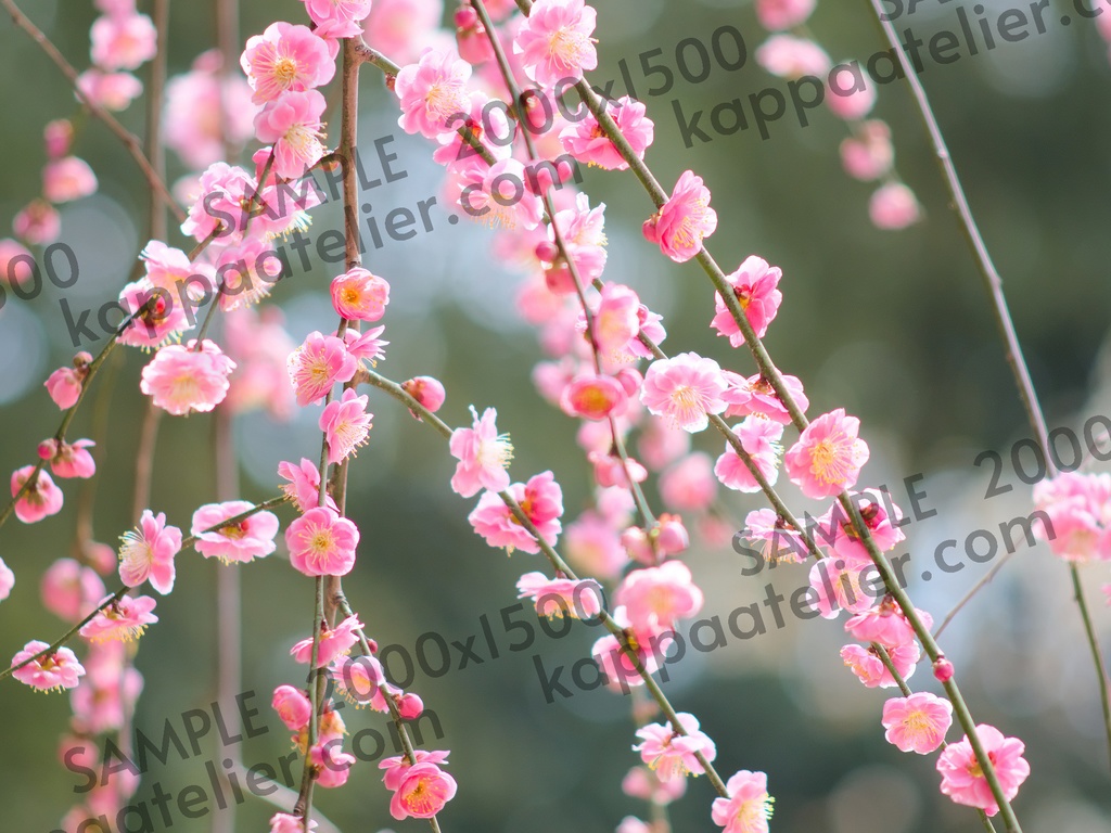 枝垂れ梅 写真素材 花 plum blossoms image material