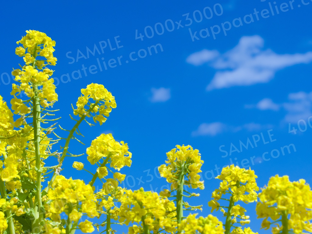 Canola flower 専用 - ホビーラジコン