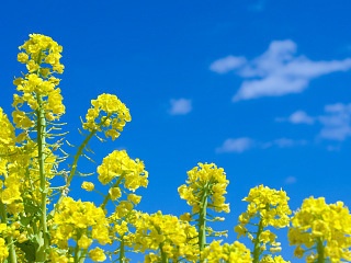 菜の花と青空 写真素材 花 canola flower and blue sky flower image material
