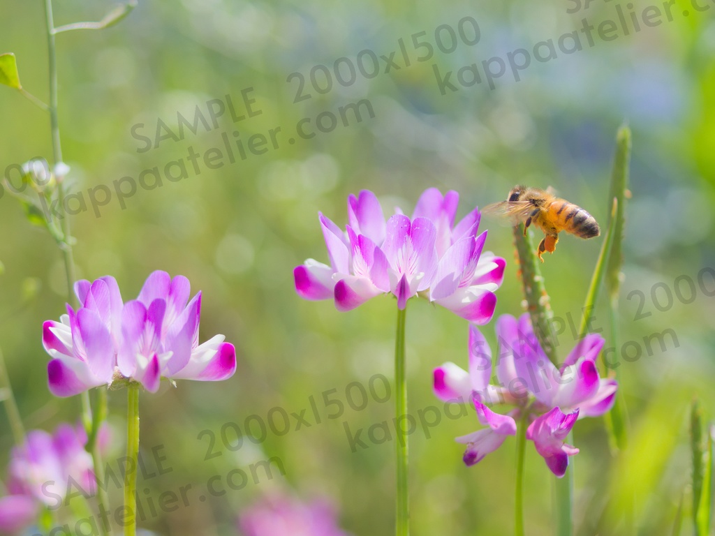 れんげとミツバチ 写真素材 花 milk vetch and bee flower image material