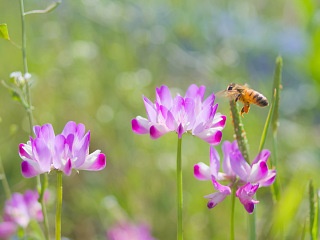 れんげとミツバチ 写真素材 花 milk vetch and bee flower image material