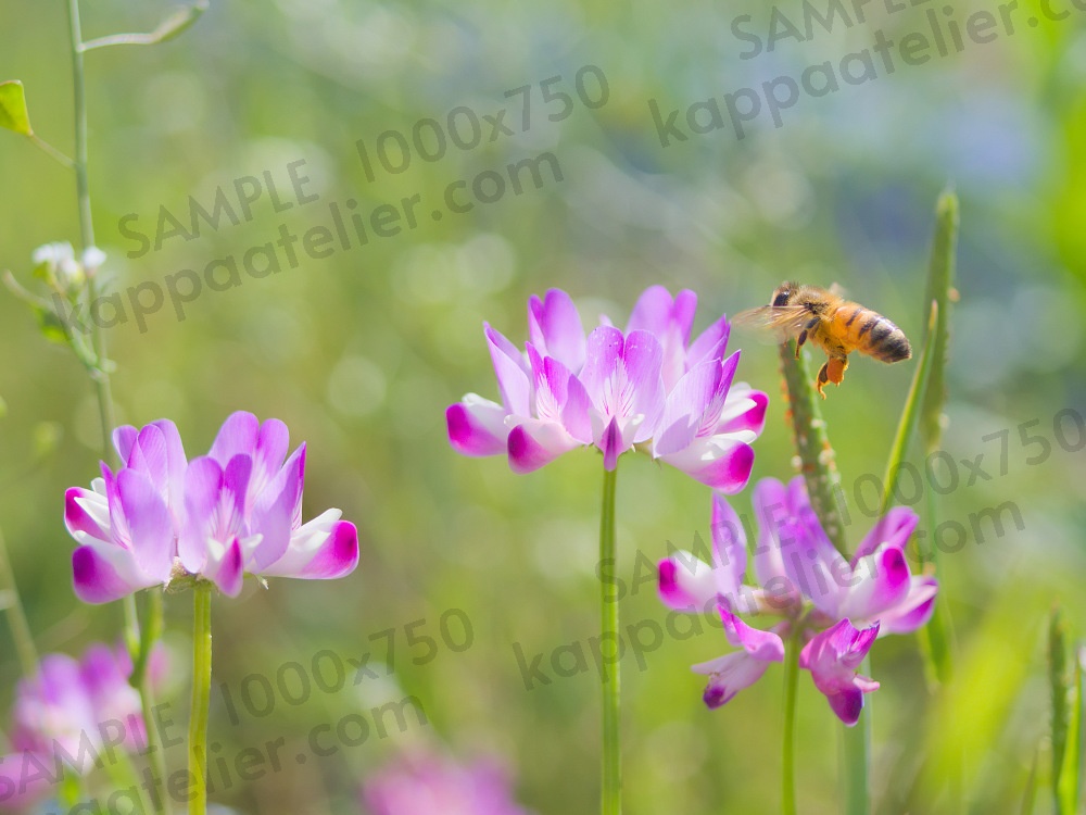 れんげとミツバチ 写真素材 花 milk vetch and bee flower image material