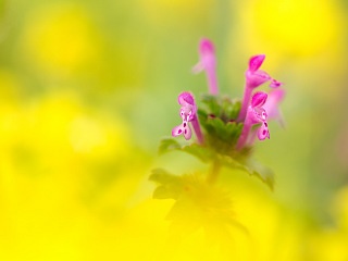 菜の花畑のホトケノザ 写真素材 花 henbit flower image material