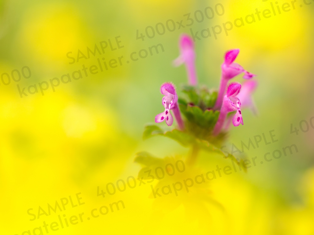 菜の花畑のホトケノザ 写真素材 花 henbit flower image material