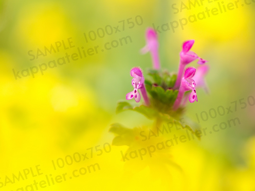 菜の花畑のホトケノザ 写真素材 花 henbit flower image material