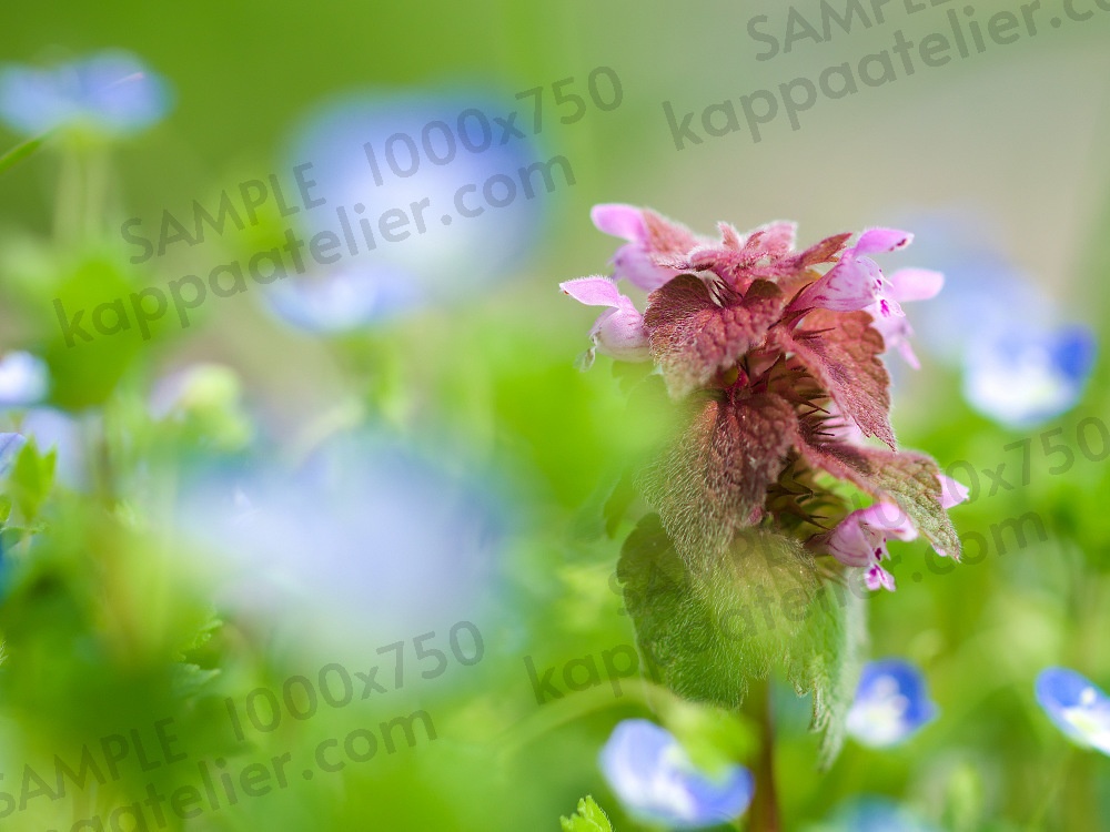 ヒメオドリコソウとオオイヌノフグリ 写真素材 花 lamium purpureum and veronica persica flower image material