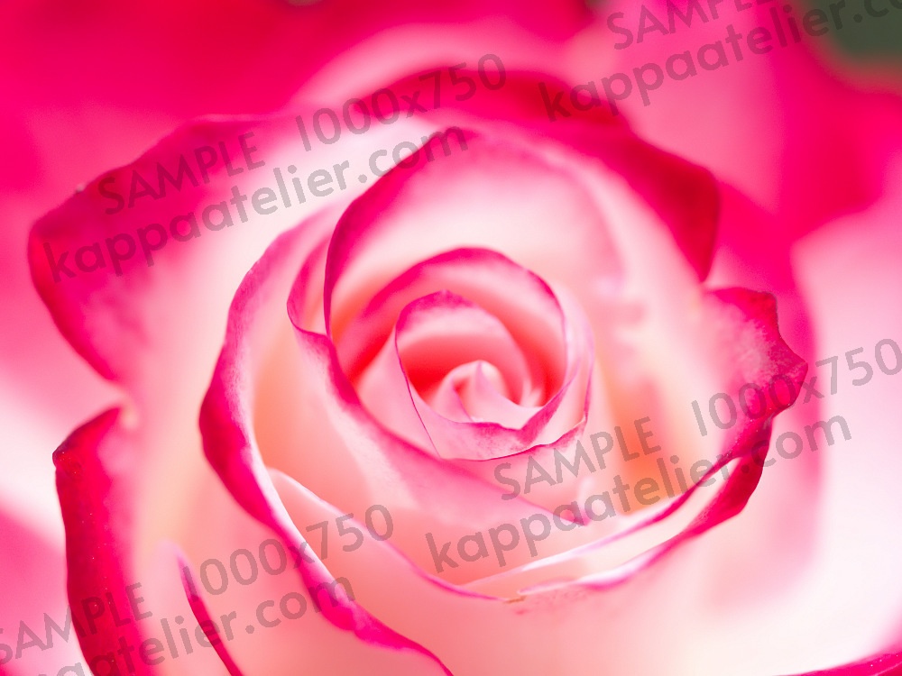 バラ 写真素材 花 rose flower image material