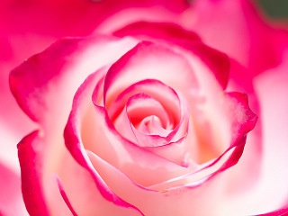 バラ 写真素材 花 rose flower image material