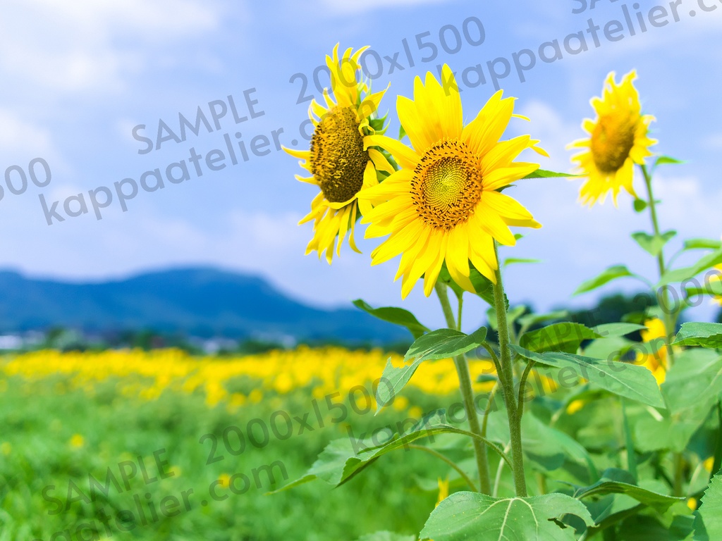 ひまわり 写真素材 花 sunflower flower image material