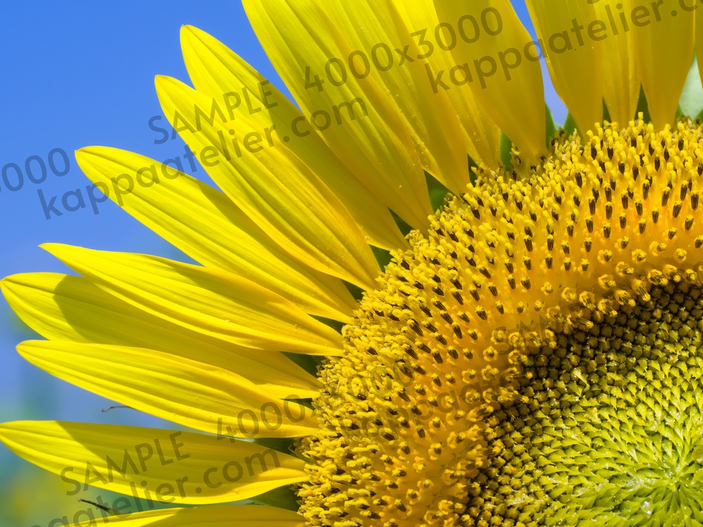 ひまわり 写真素材 花 sunflower flower image material