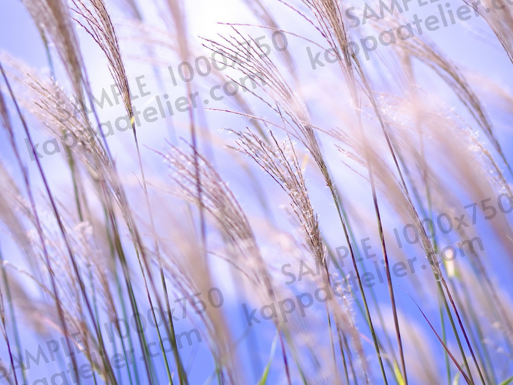 ススキ 写真素材 silver grass image material