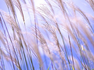 ススキ 写真素材 silver grass image material