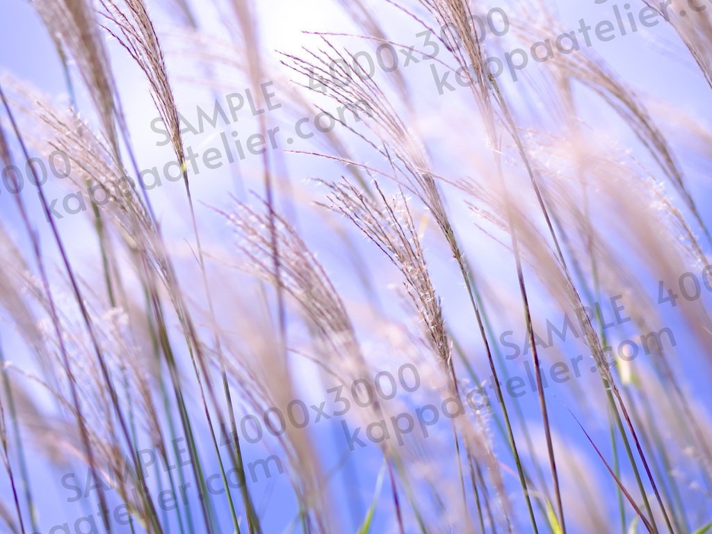 ススキ 写真素材 silver grass image material