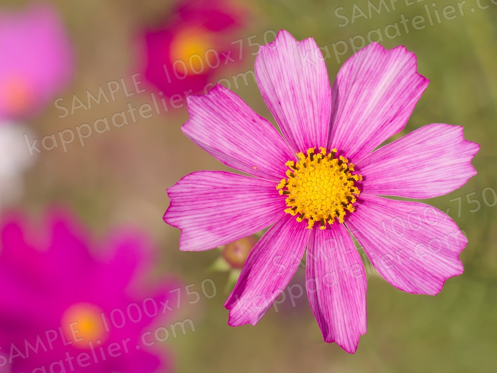 コスモス 写真素材 花 common cosmos flower image material