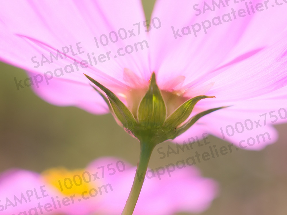 コスモス 写真素材 花 common cosmos flower image material