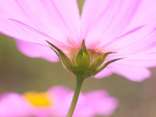 コスモス 写真素材 花 common cosmos flower image material